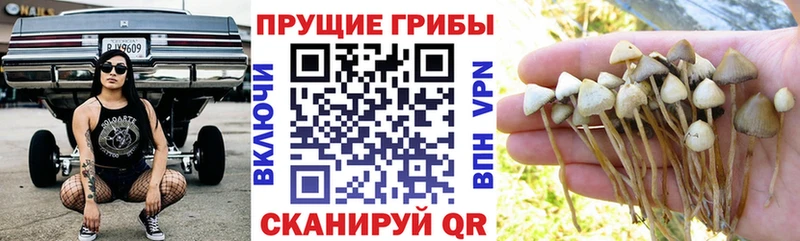 Псилоцибиновые грибы GOLDEN TEACHER  купить закладку  маркетплейс официальный сайт  Светлый 